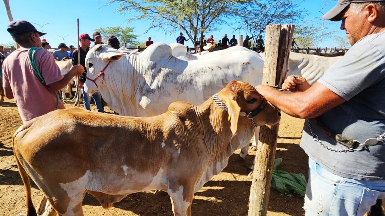 FEIRA DO GADO EM TABIRA-PE  11-02-2026 #nordeste