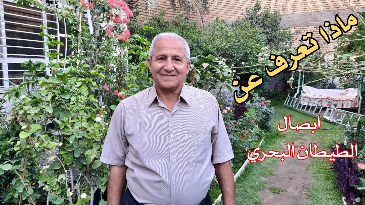ماذا تعرف عن ابصال الطيطان البحري العطرية