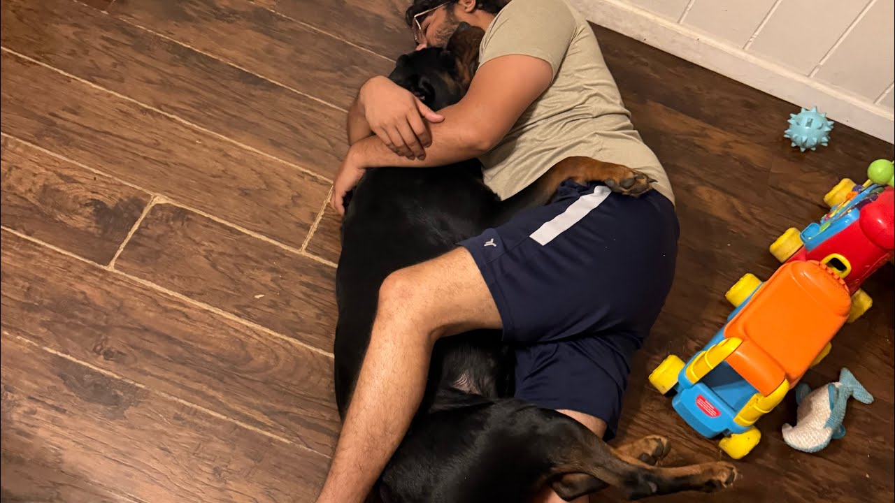 Playing with Rottwiler
