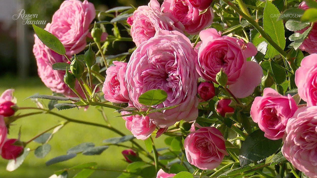 Gartenrosen - Rosen Tantau