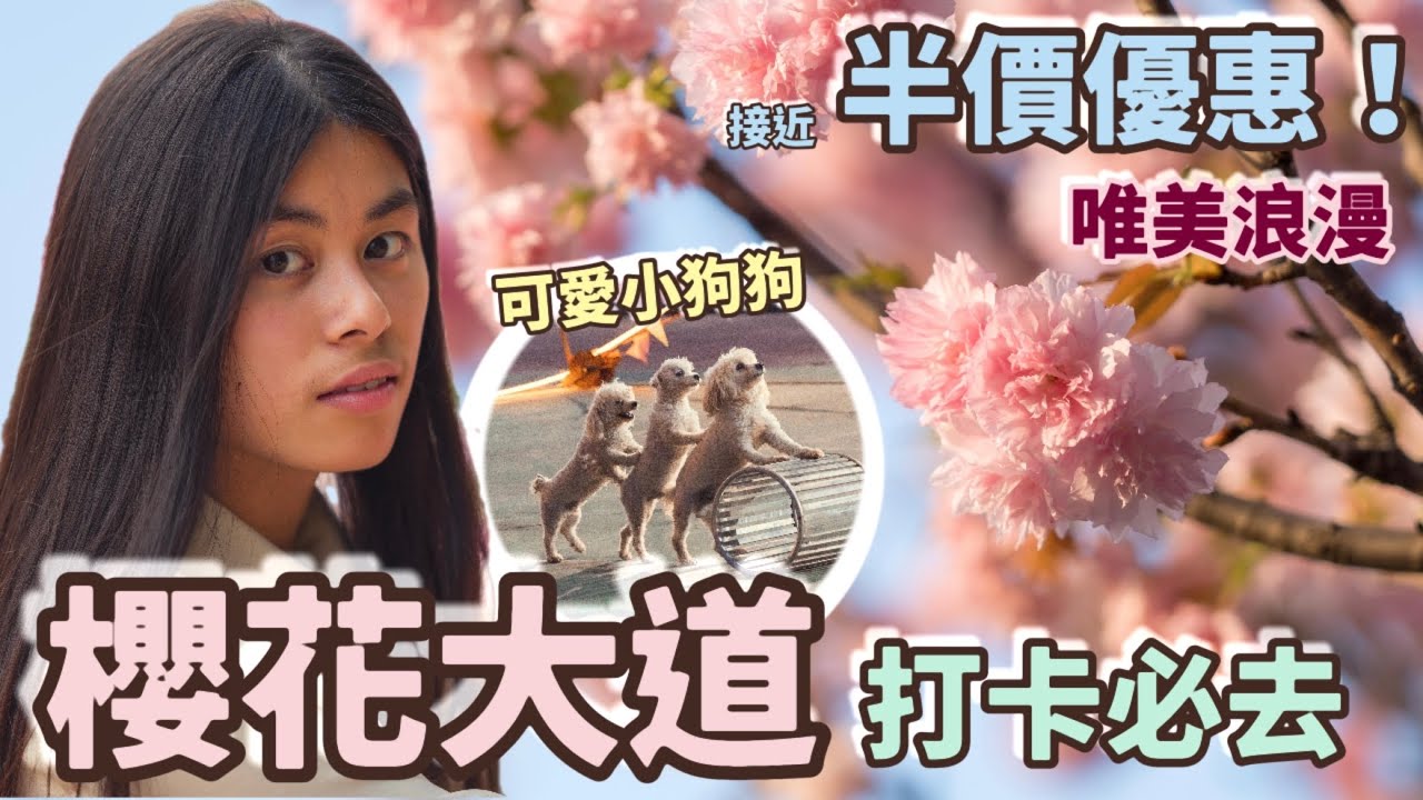 深圳觀瀾湖櫻花節🌸期間限定 春日花海盛宴🔍詳細路線指引 價格優惠💴馬戲團表演🎪機動遊樂園🎡深圳龍華區 親子好去處 北上好去處 深圳好去處