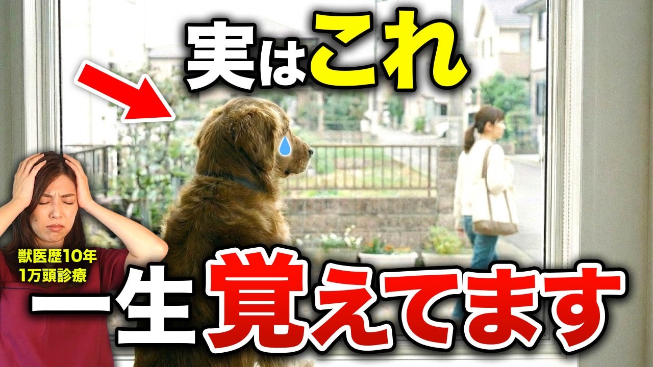 犬が“絶対に許さない”9つの行動【獣医師が解説】