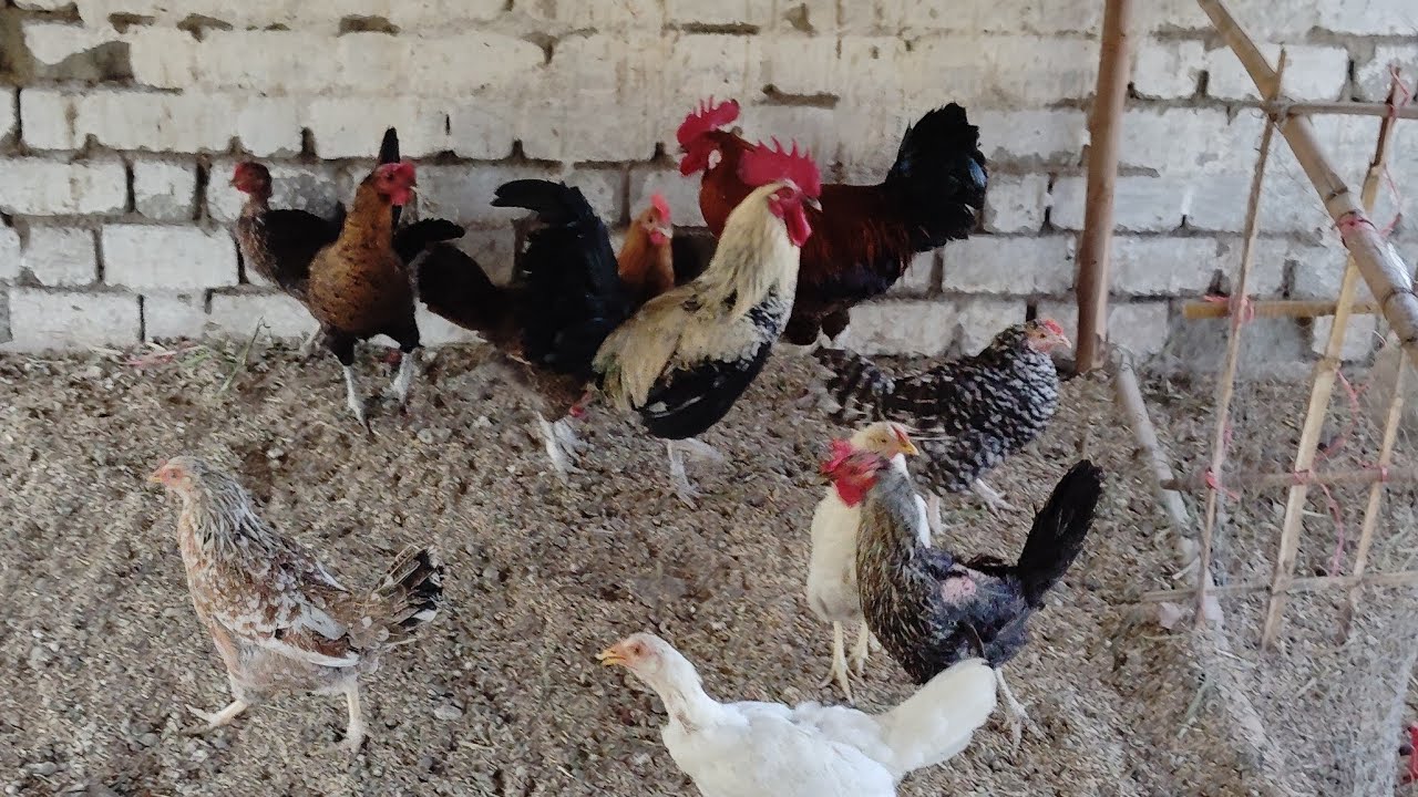MM VIDEOS MURGA MURGI form 🐓🐔 is live