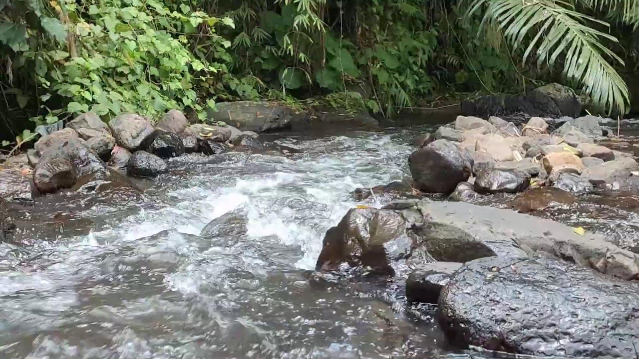 Relaxing River Sound for Study & Focus -  Forest Stream Ambience