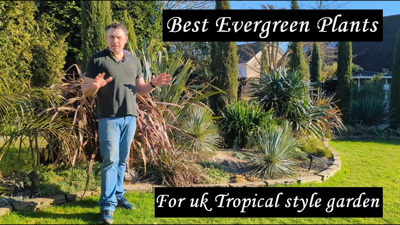 My best winter evergreen shrubs for a tropical style garden in the uk