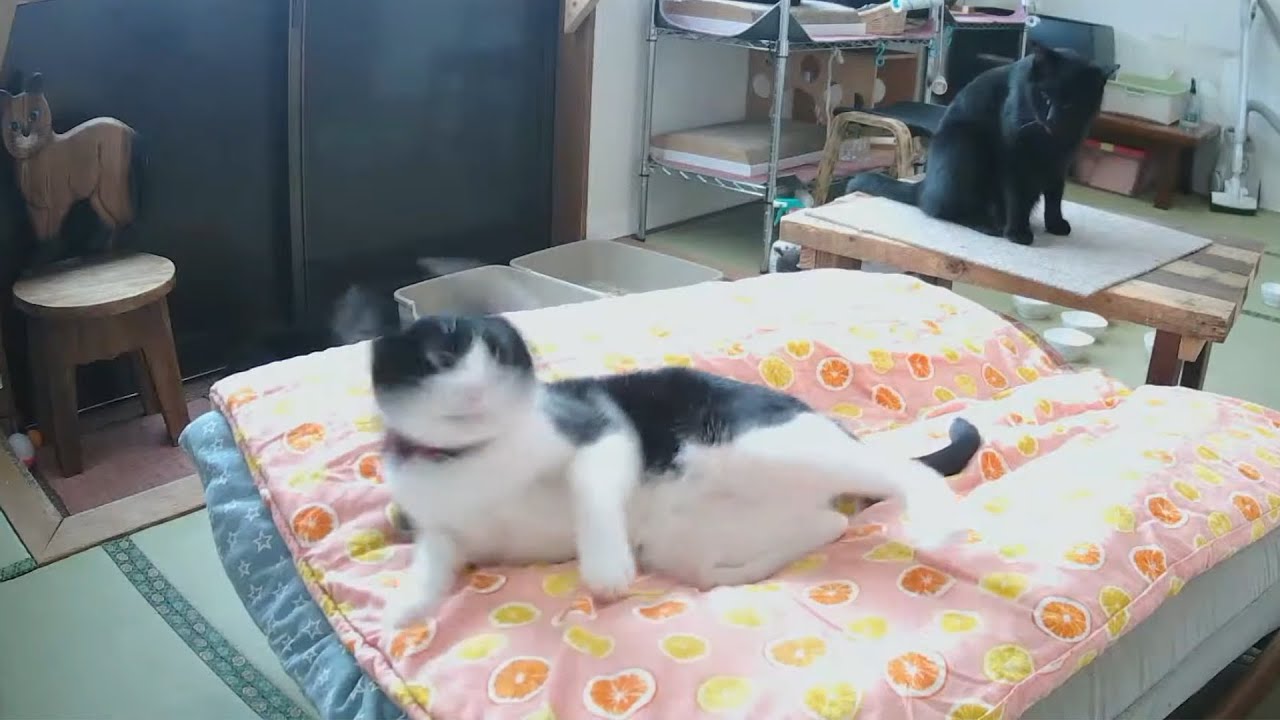 チニくんついにベッドの独り占めに成功！！