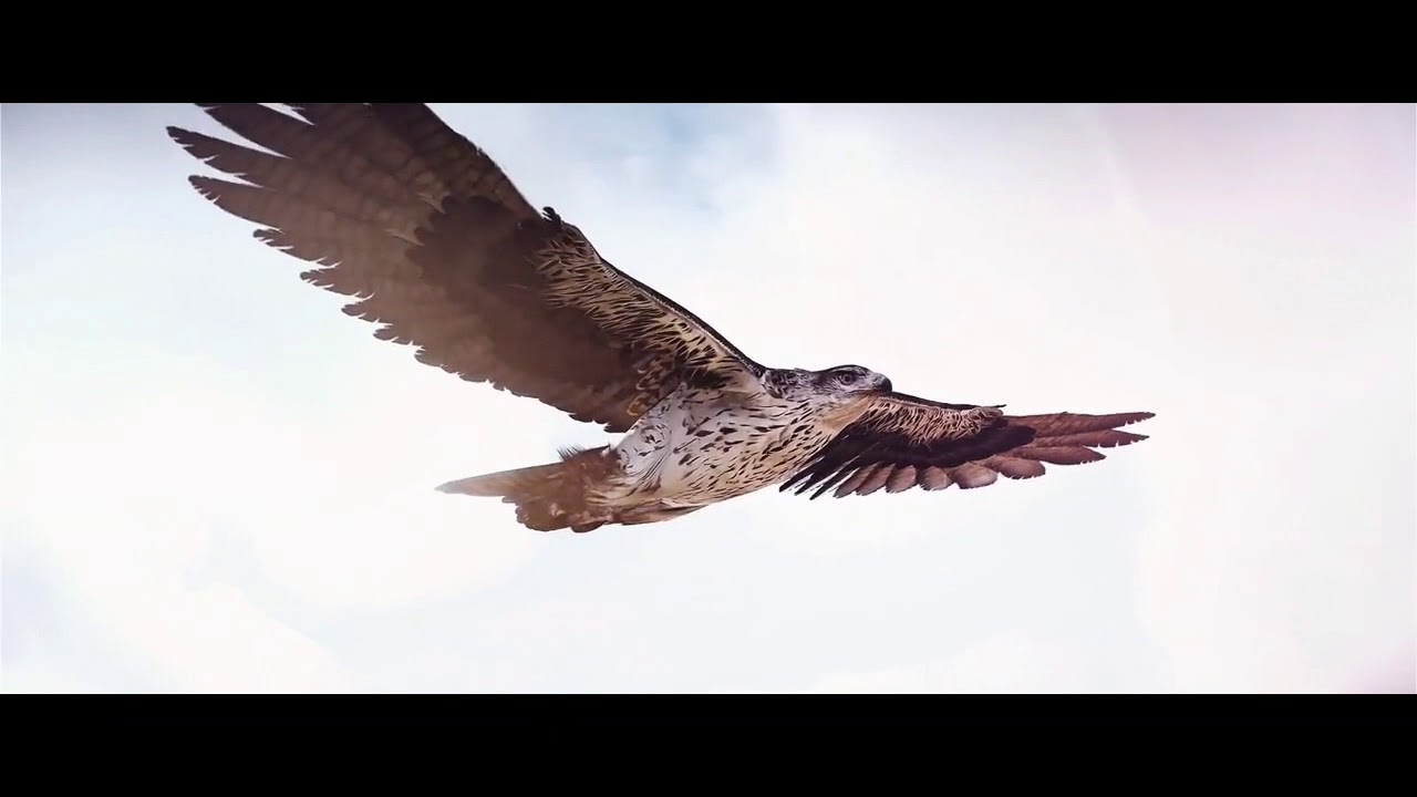 Assassin's creed - Ready