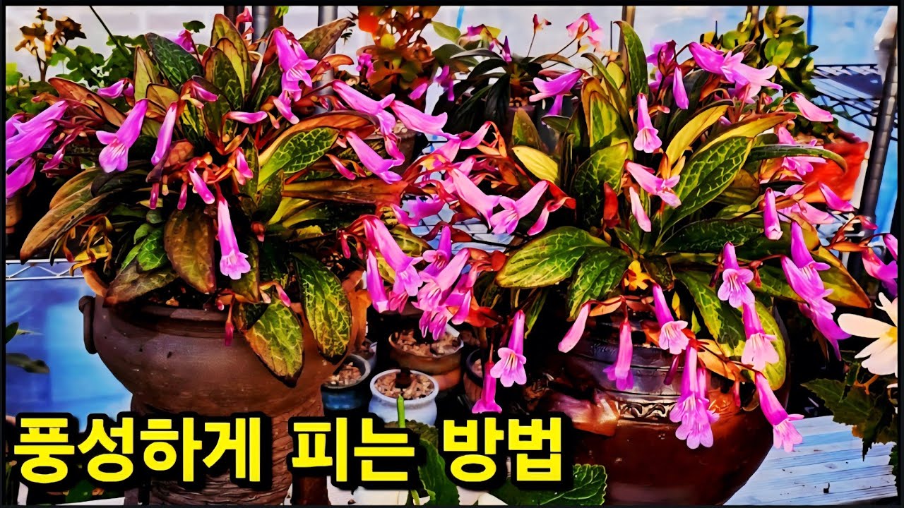  #우이엽 #초연초 #시클라멘 #목마가렛 #신닌기아 #아키메네스 물 거름 관리 하기