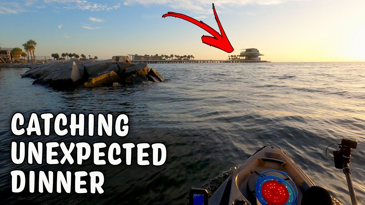Surprise Species While Sheepshead Fishing Under St Pete Pier - Catch & Cook