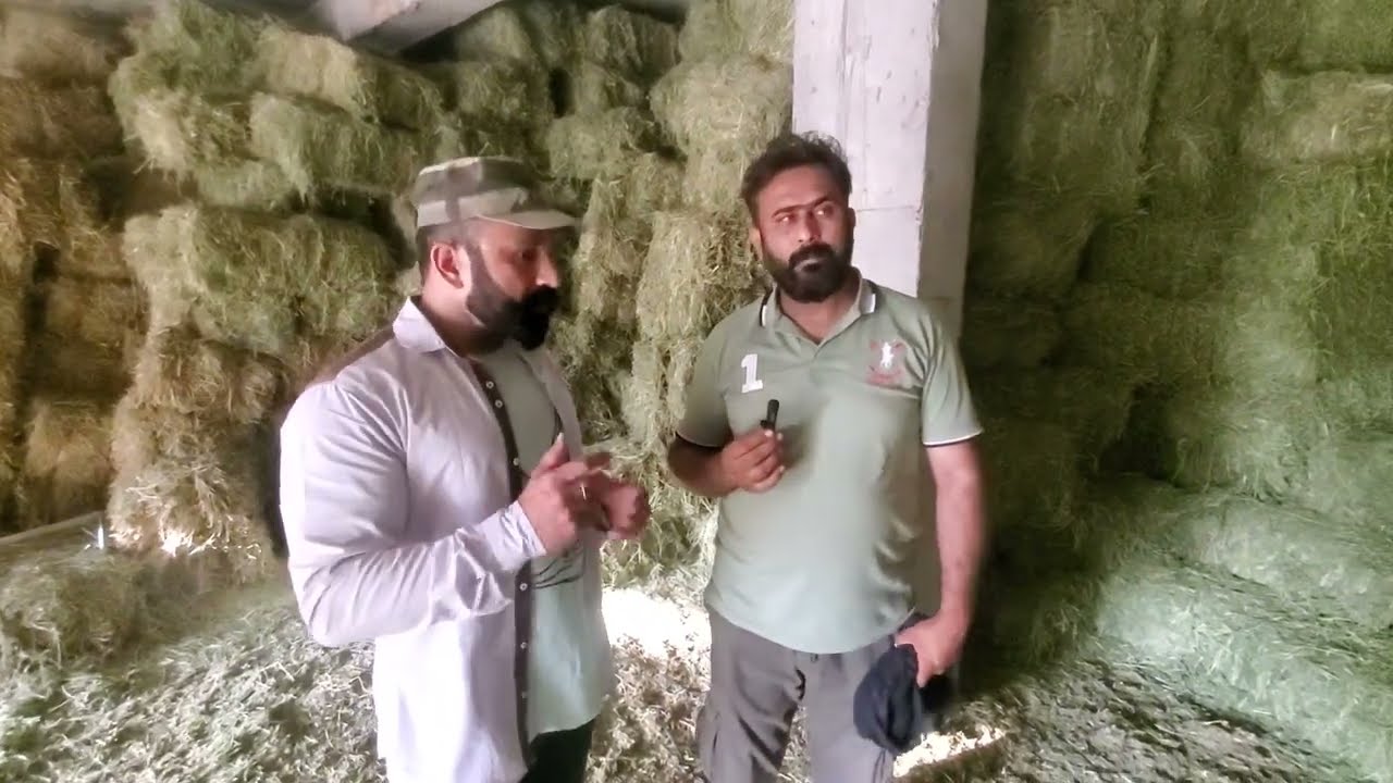 alfalfa hay in Rawalpindi isb available for sale 03220966288