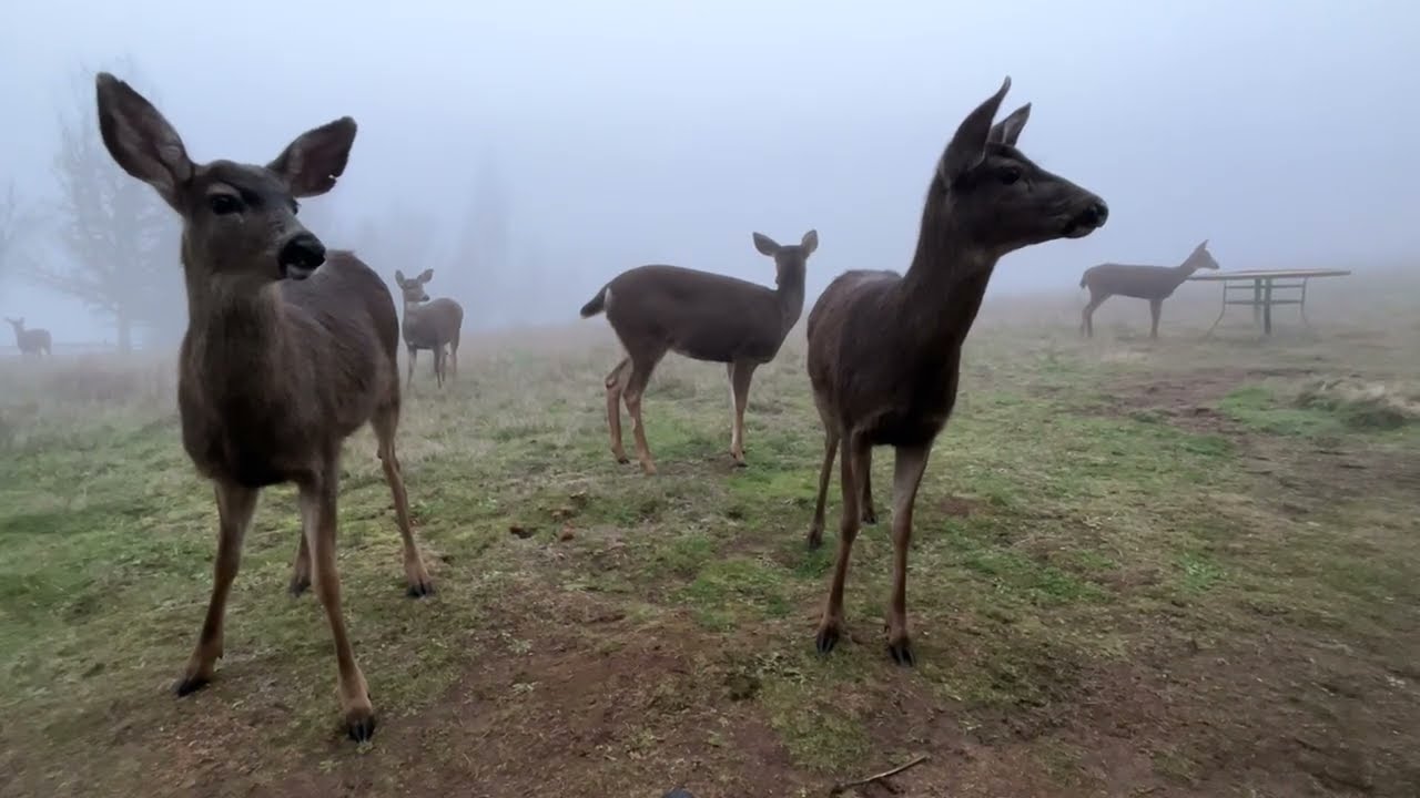 Deer Family 🦌 Ballad Of A Deer Man