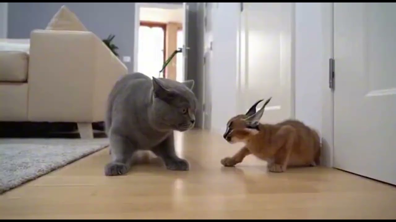 🐶😤 Большая собака связалась НЕ с той кошкой!!! Сразу же пожалела!!! 🐱⚡
