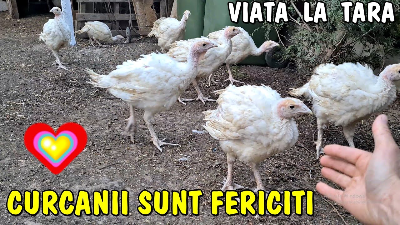 Viața la țară - Curcănașii sunt foarte fericiți pentru că le-am aranjat țarcul + m-a mușcat pisica