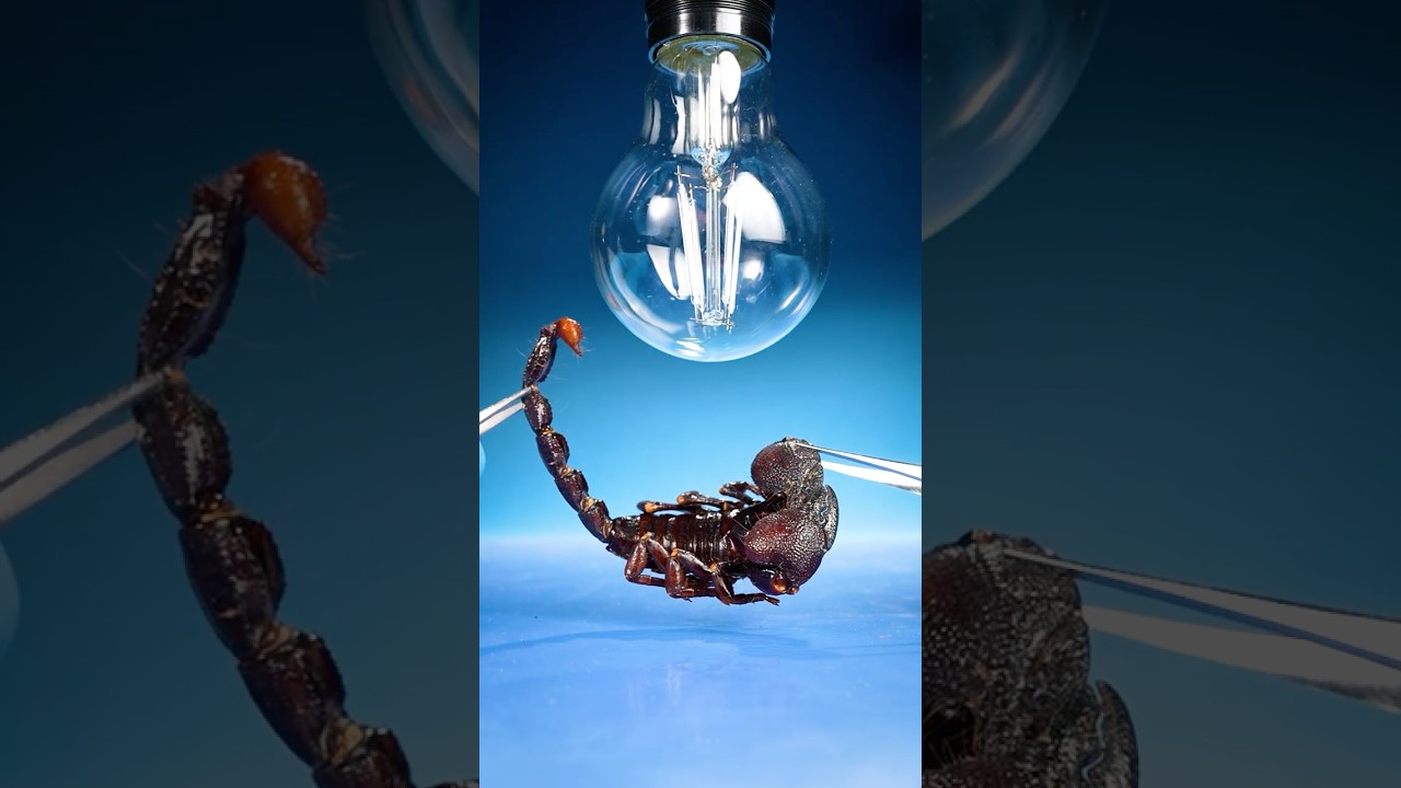 Scorpions Glow Under UV Lights