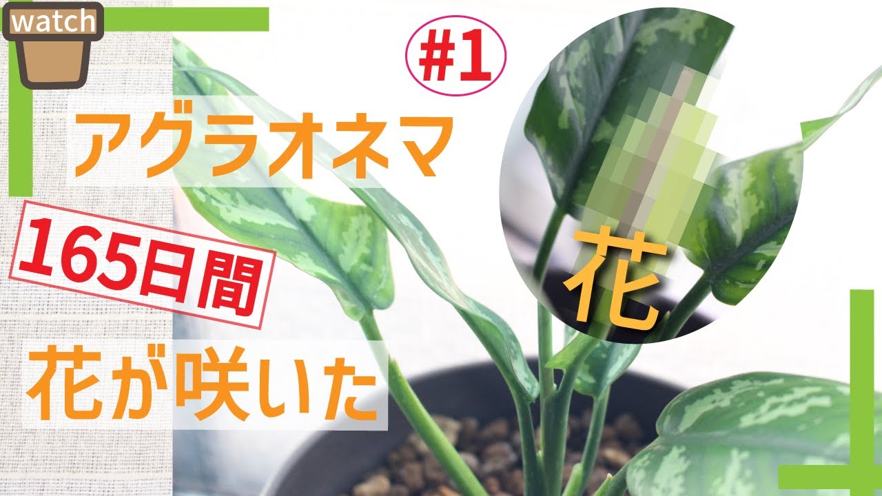 【植物】アグラオネマに花が咲き！実が！そして受粉へ！観葉植物！
