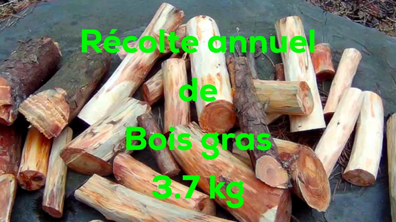 Bois gras récolte annuel 3.7 kg