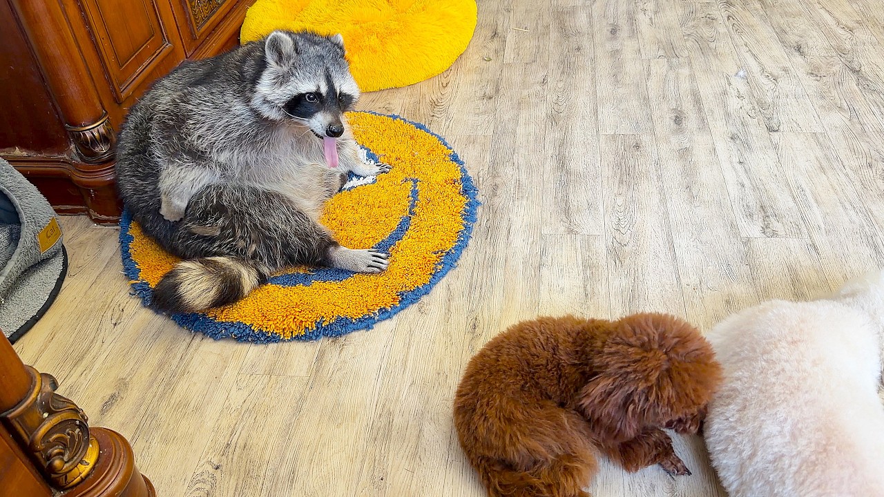 Yukki the dog tortured Marcel the raccoon. Собака Юкки уморила енота Марселя.
