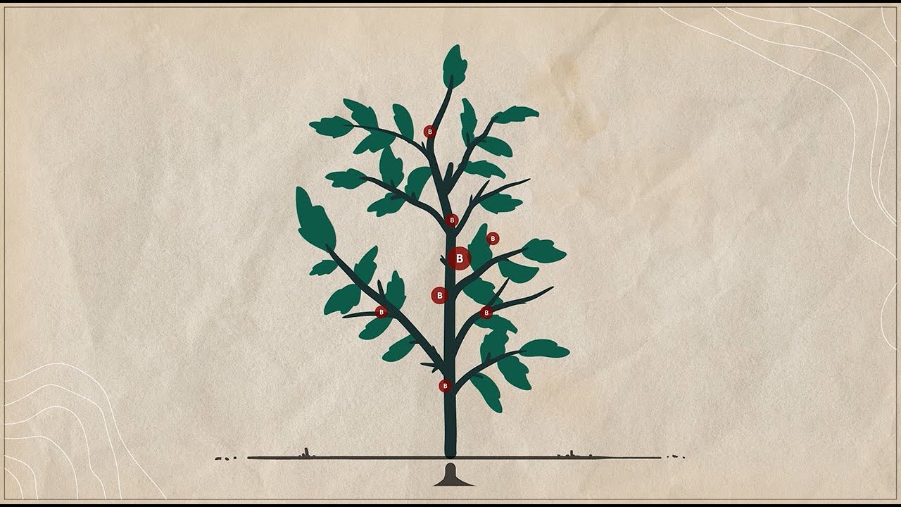 U.S. Borax | How Do Plants Use Boron?