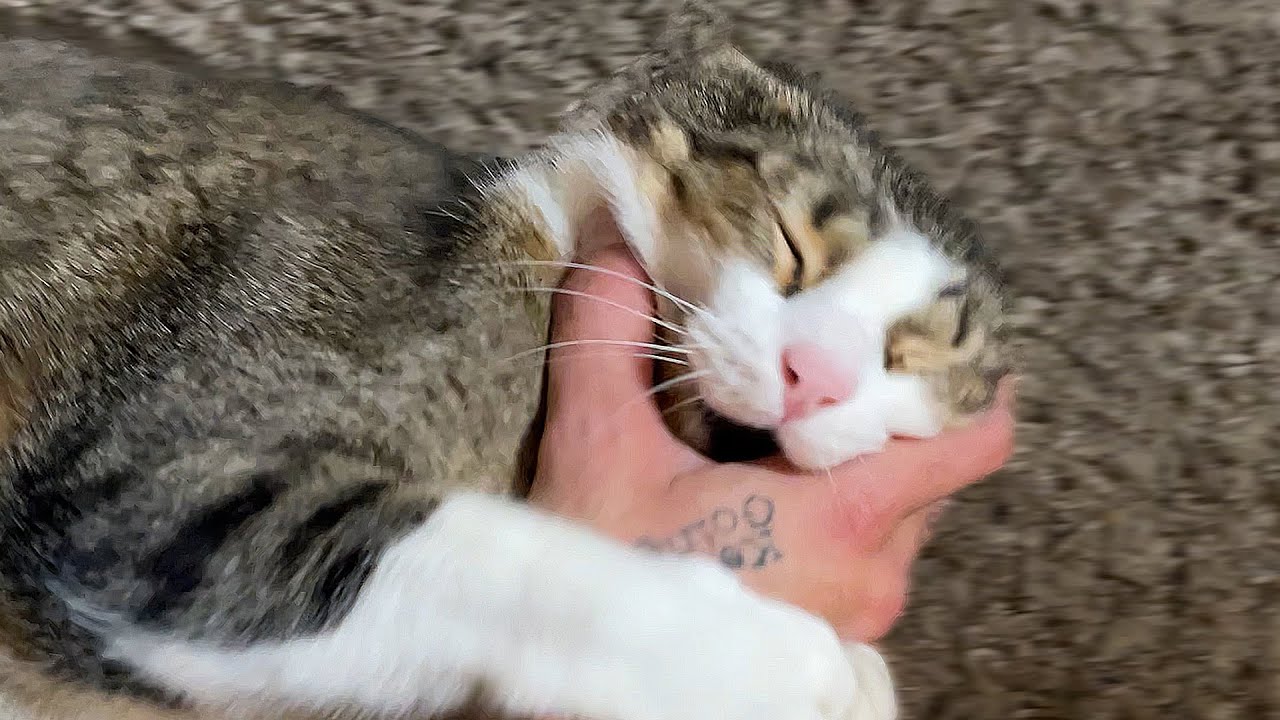 Gulliver Trying To Act Tough In front of His Friend