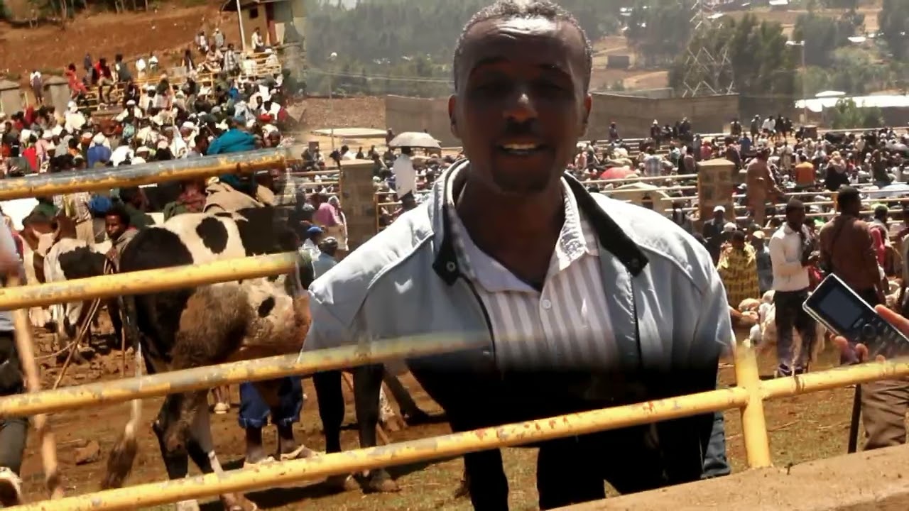 የፋረጣ ወረዳ  እንስሳት ሀብት ልማት  ጽ/ቤት ከፋሲካ በዓል ጋር አያይዘው የደለቡ እንስሳት የገበያ አቅርቦት እና ግብይት  2017