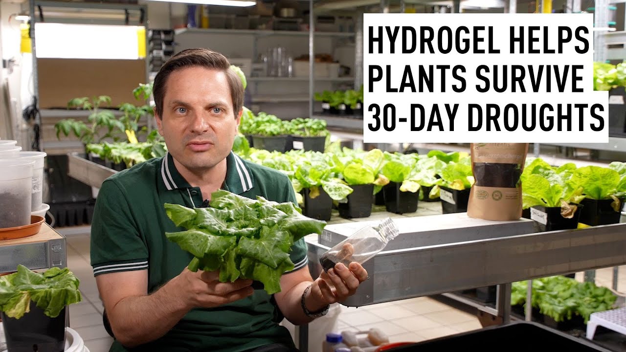 New organic hydrogel helps plants withstand 30-day droughts