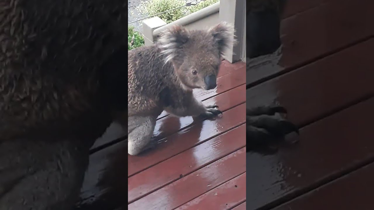 Koala Bear