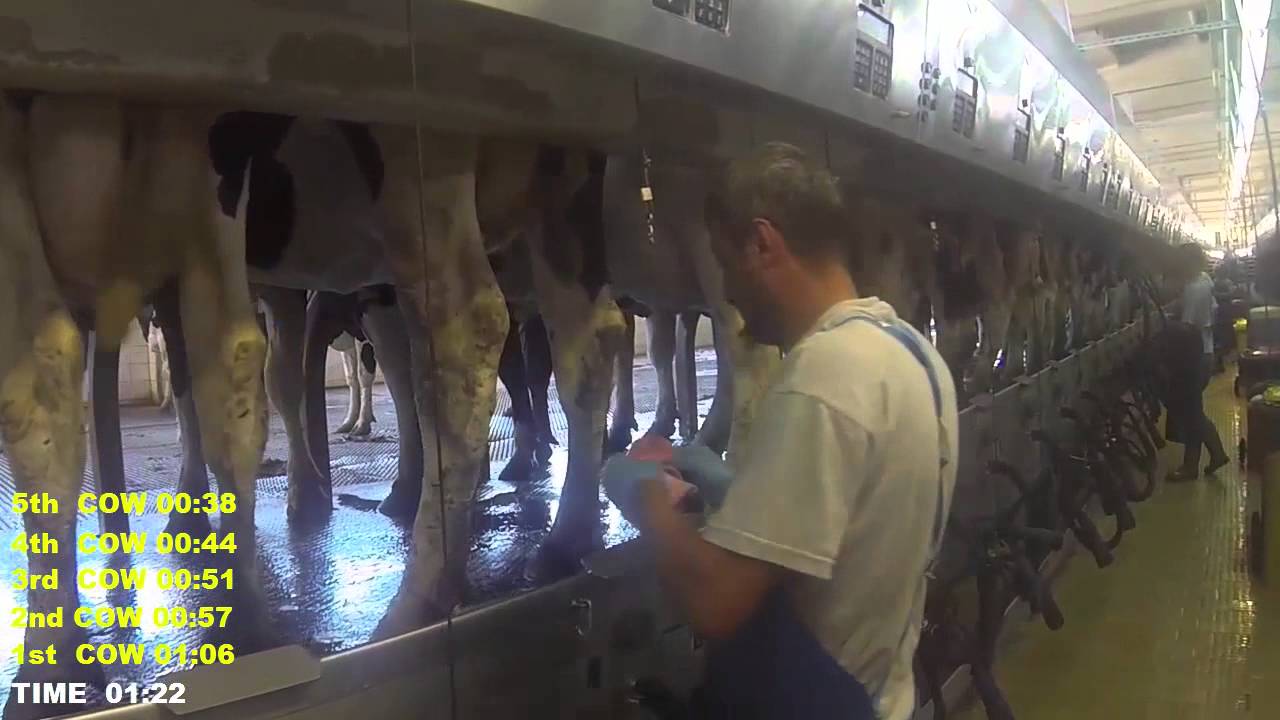 Example of a good Pre-Milking Routine