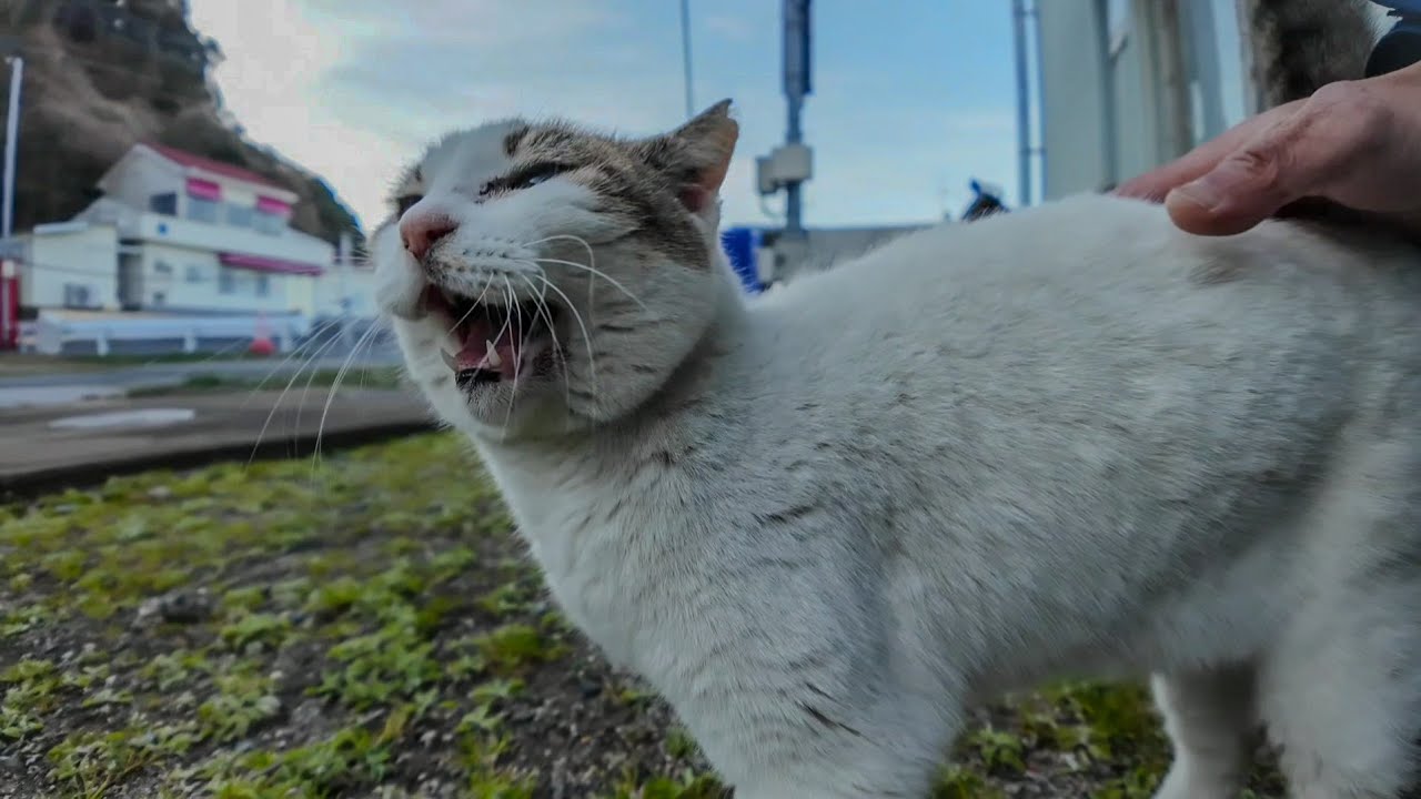 漁港のよく喋る猫ちゃん、ゴロゴロ言ってカワイイ