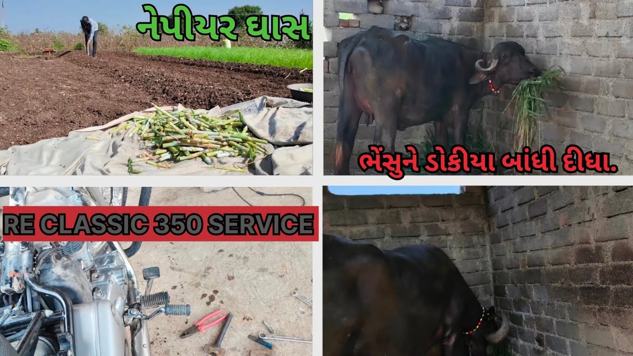 RE CLASSIC 350 SERVICE || ભેંસુને ડોકીયા બાંધી દીધા.