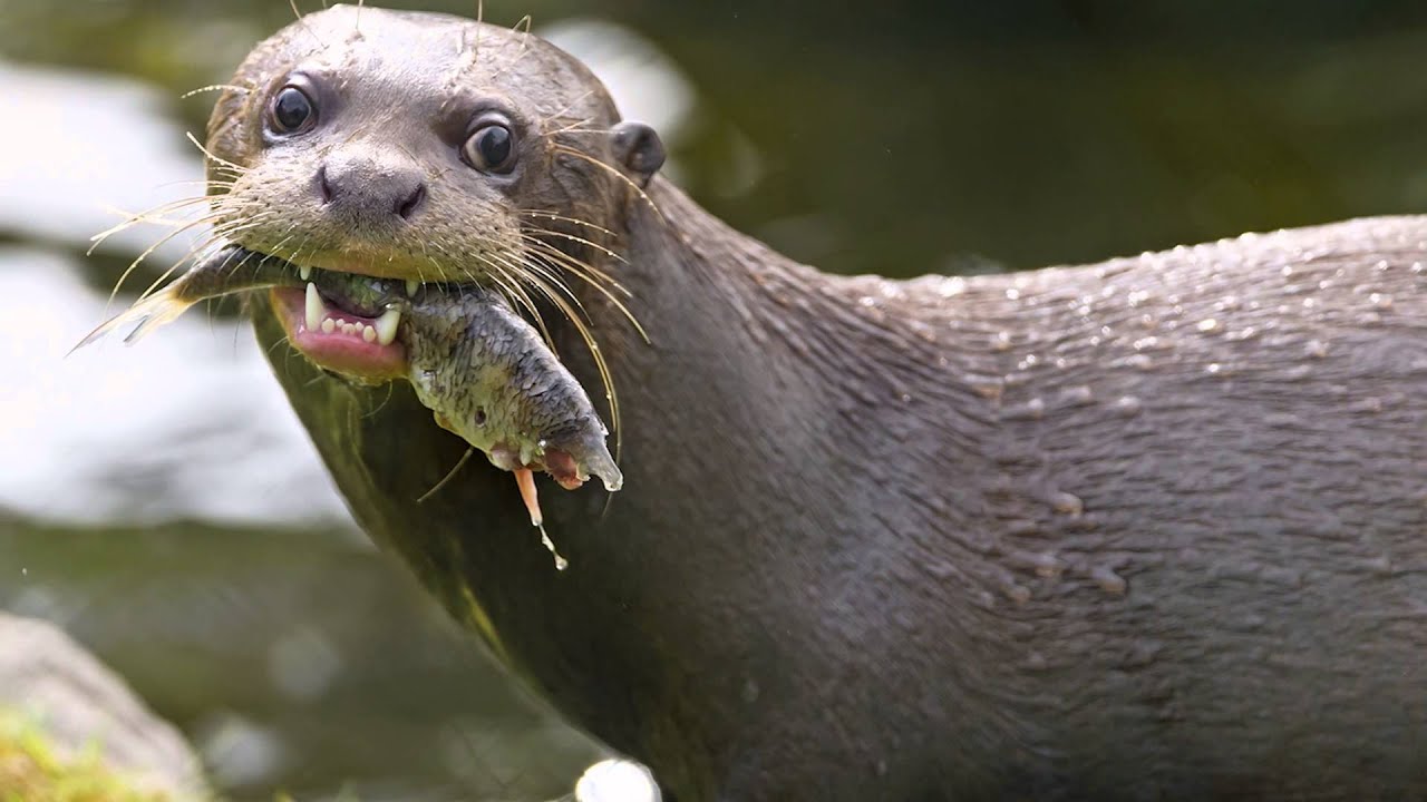 Embryo Angling - A positive answer to predation.
