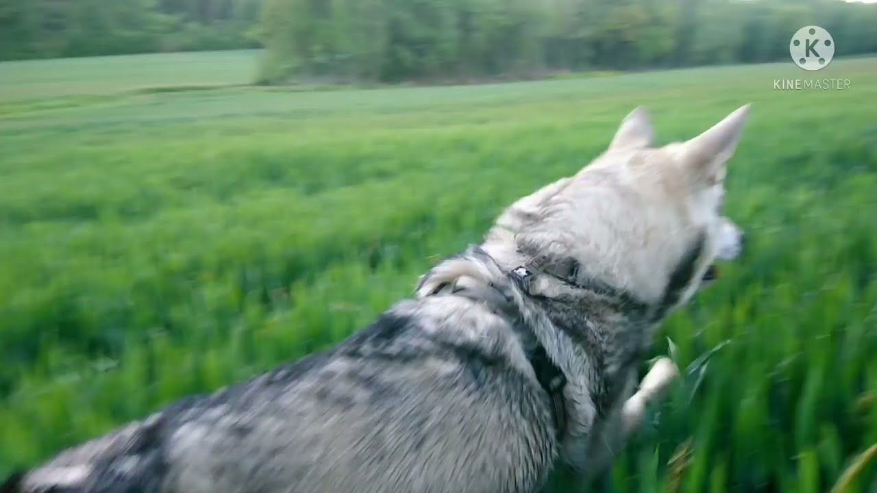 Wolfdog/Chien-loup de Saarloos/Loussia & La&iuml;ka (4)