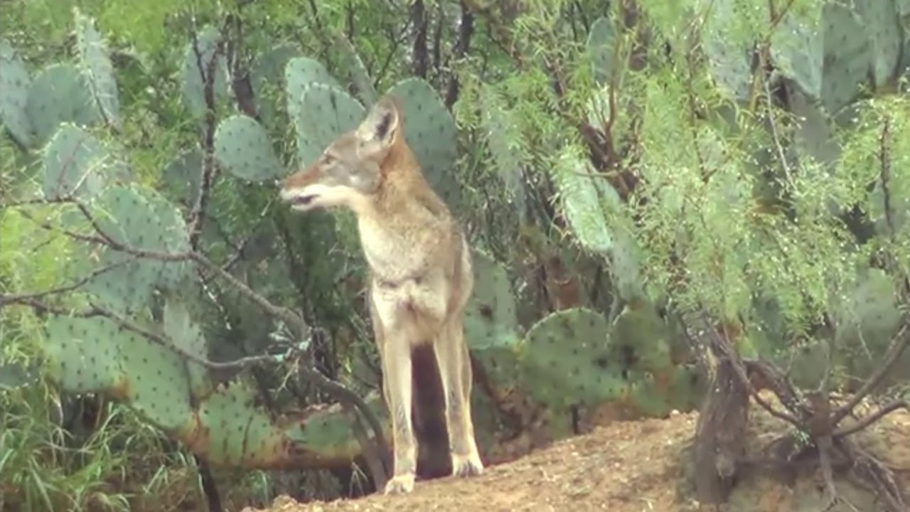 EL COYOTE LA MASCOTA DEL DIABLO...?