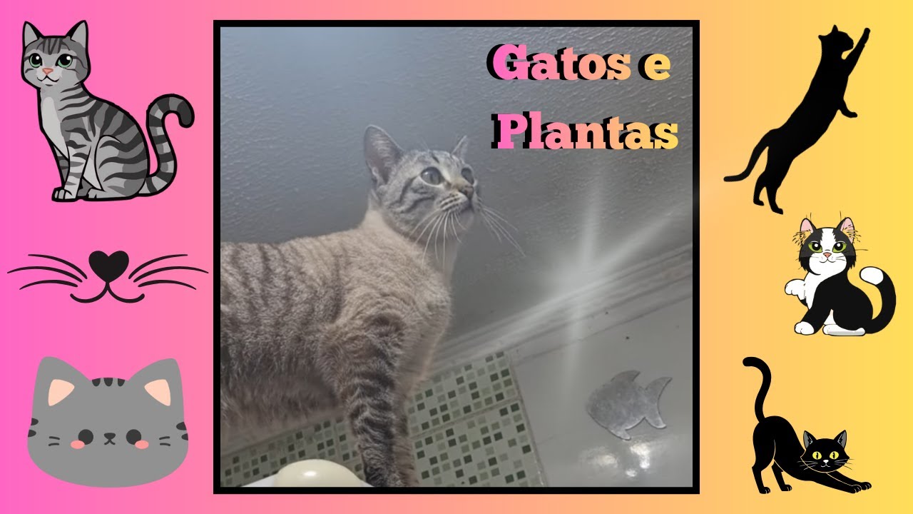 Miaus são sapecas, quebram muito, mas mantém nosso coração feliz e inteiro! Quem tem Gato, tem tudo!