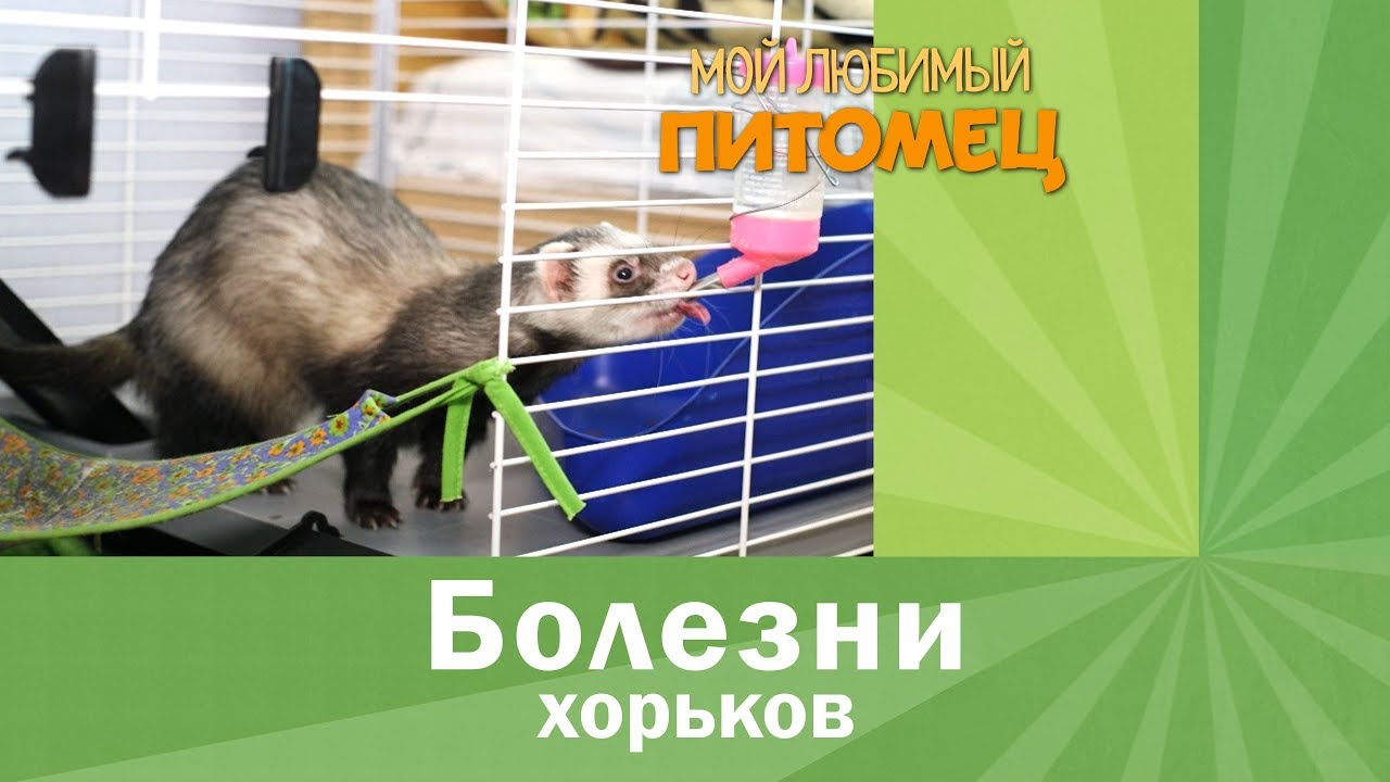 Болезни хорьков