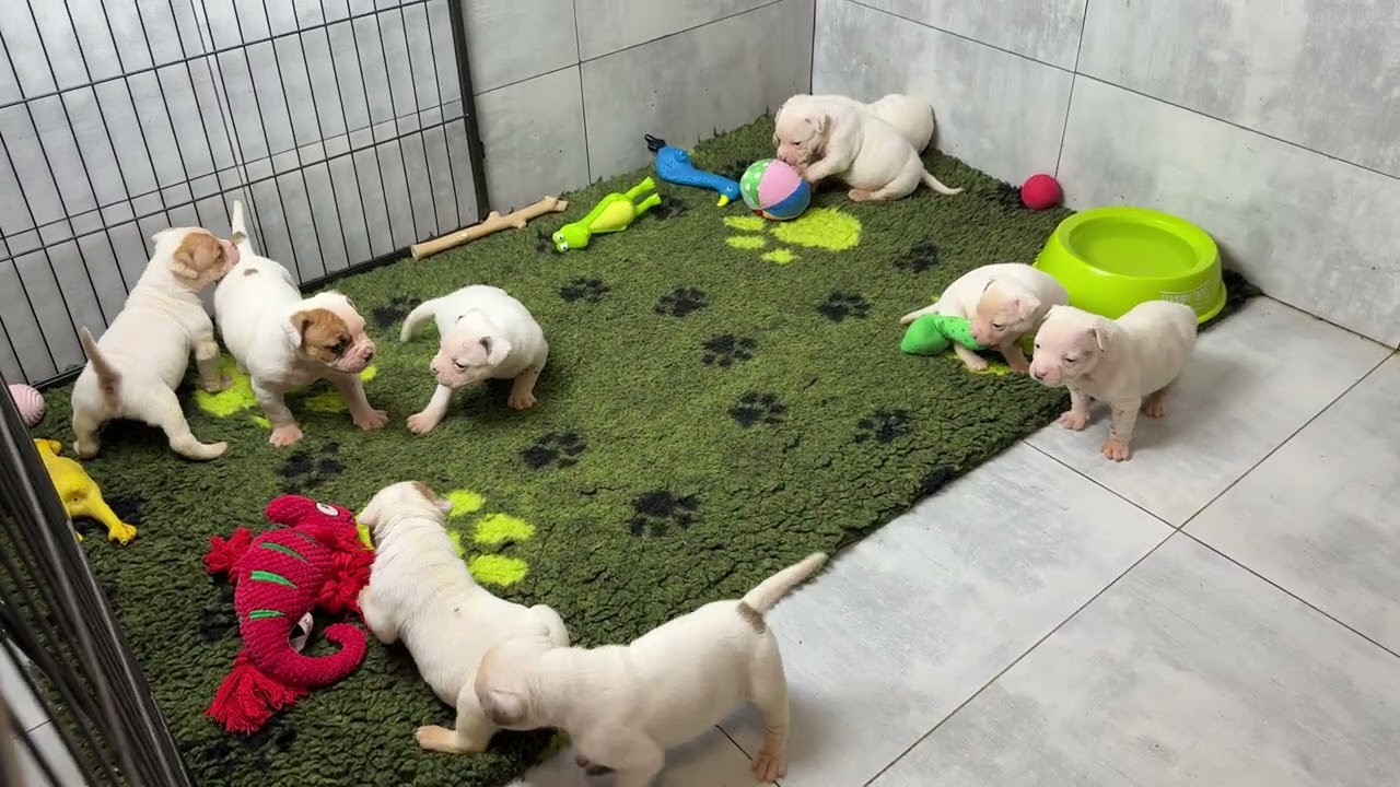 American bulldogs 1 months old. Carpen Diaz kennel ❤️‍🔥