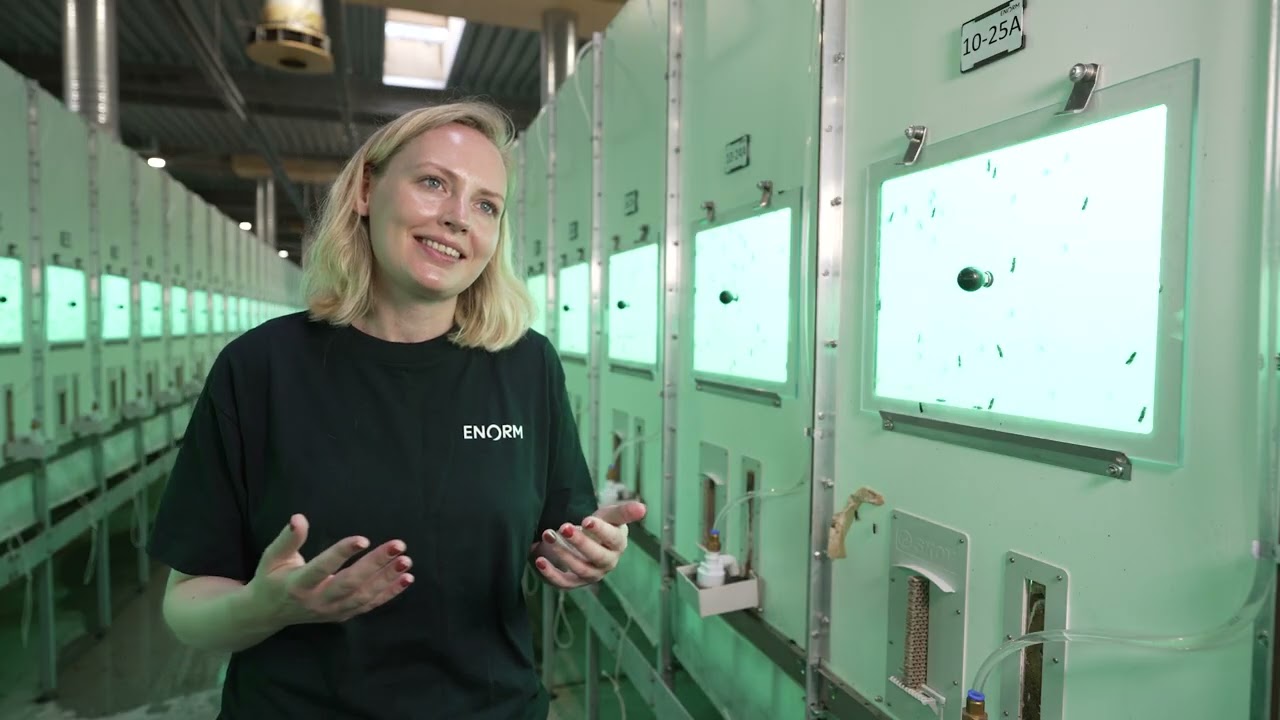 Better Insect Solutions x Enorm