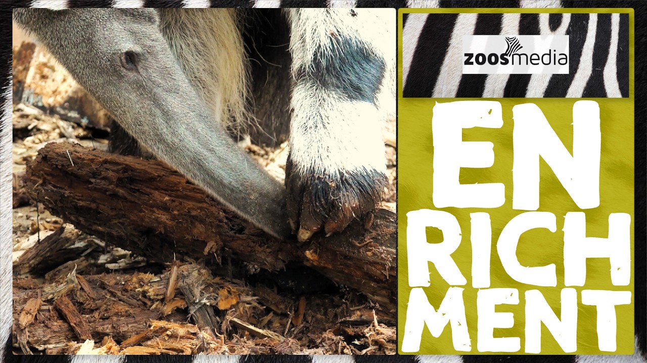Zoo Dortmund: Ameisenbären-Enrichment | zoos.media