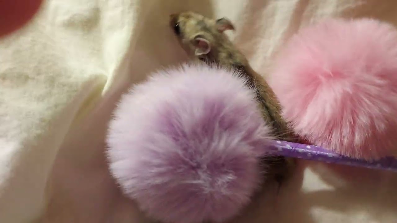 Dwarf hamster boredom breaker #hamsterscare #hamstersafety 