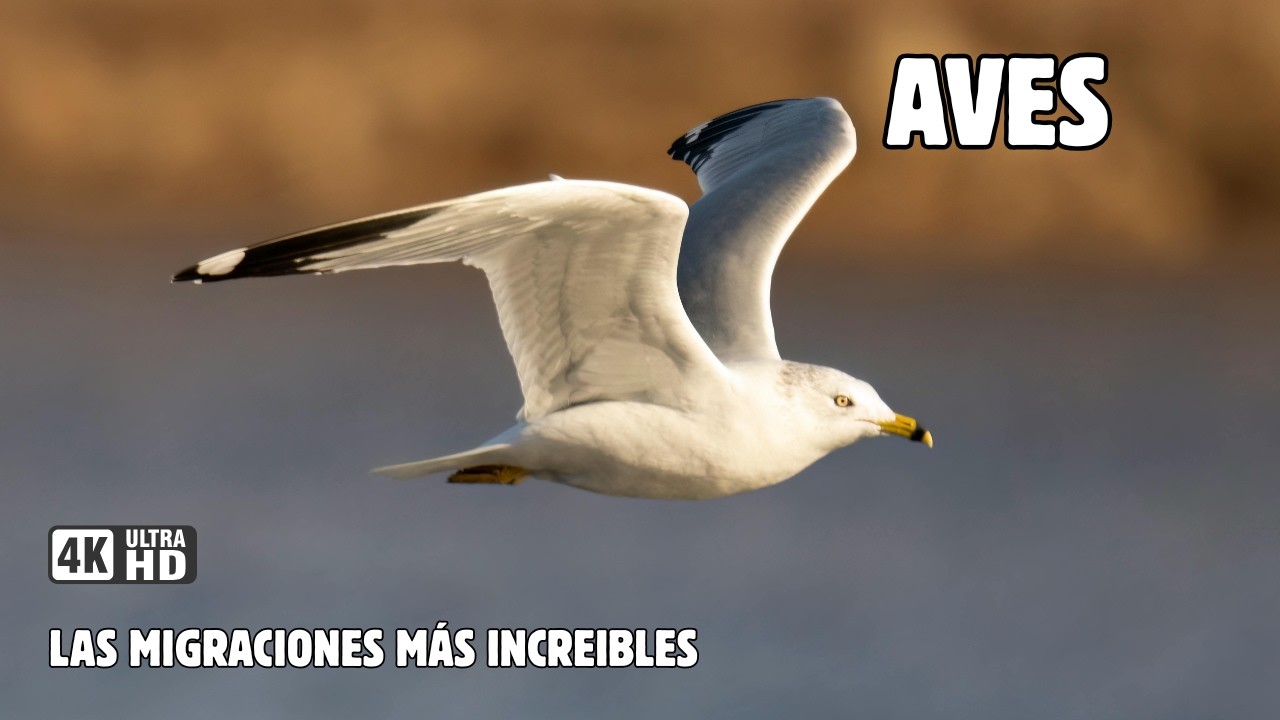 AVES MIGRATORIAS: El Viaje M&aacute;s Peligroso Hacia La vida | MEGA-EPISODIO