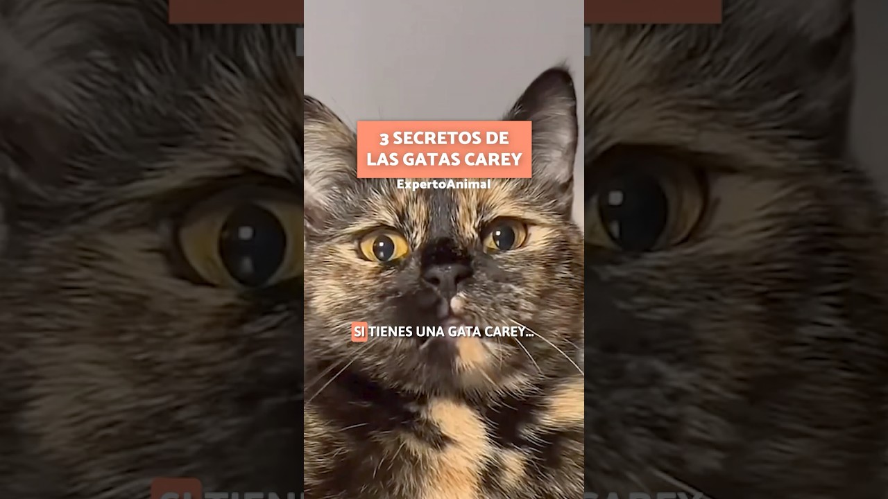 ¡3 SECRETOS de las GATAS CAREY revelados! 🐈🖤 