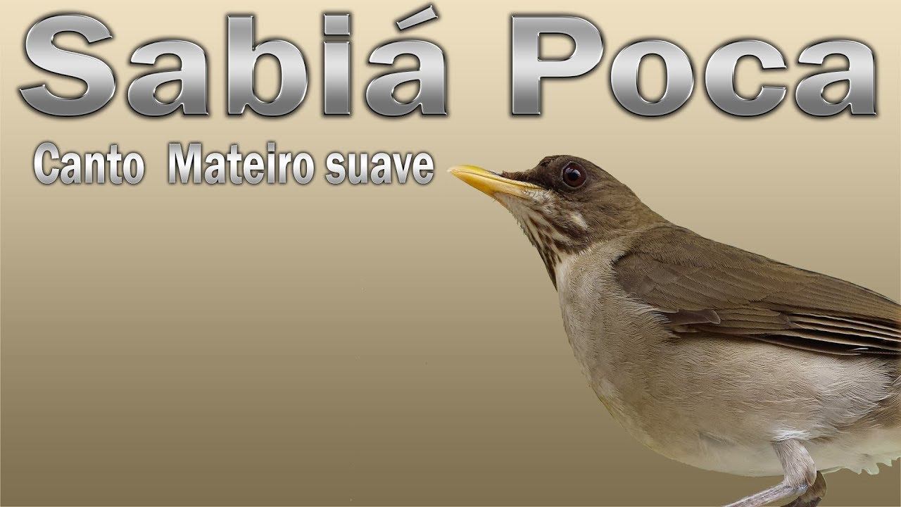 Sabiá Poca canto mateiro suave gravado ao vivo em HQ para ensinamento de filhotes!