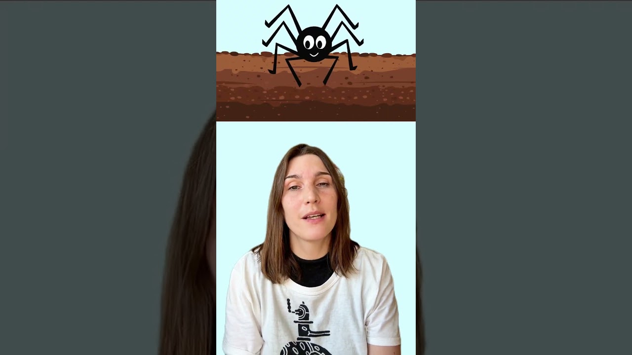 Ist ein Weberknecht eine Spinne?