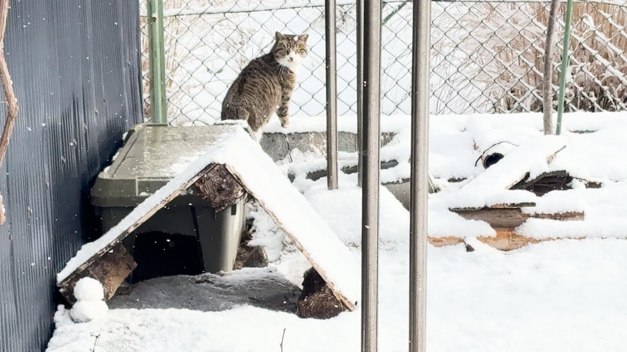 野良猫を雪の中に追い出してしまいました