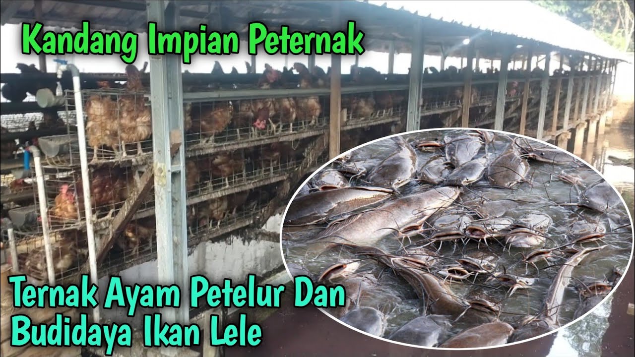 Ternak Ayam Petelur Dan Budidaya Ikan Lele