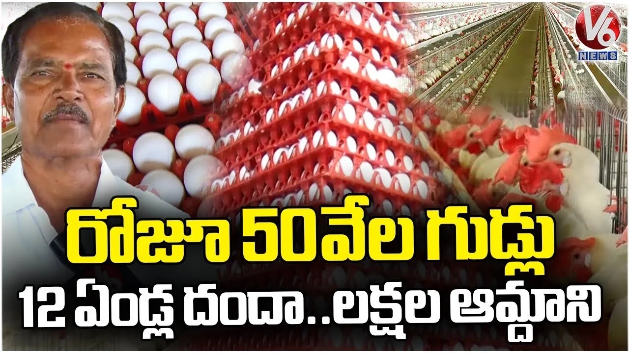 Egg Farming | Egg Production Process | Layer Poultry Farming | Nagarkurnool | V6 News