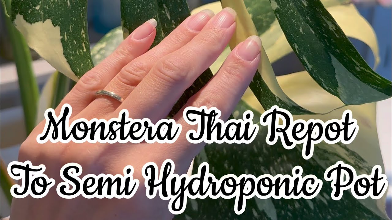 Monstera Thai Repot to Semi Hydroponic Pot
