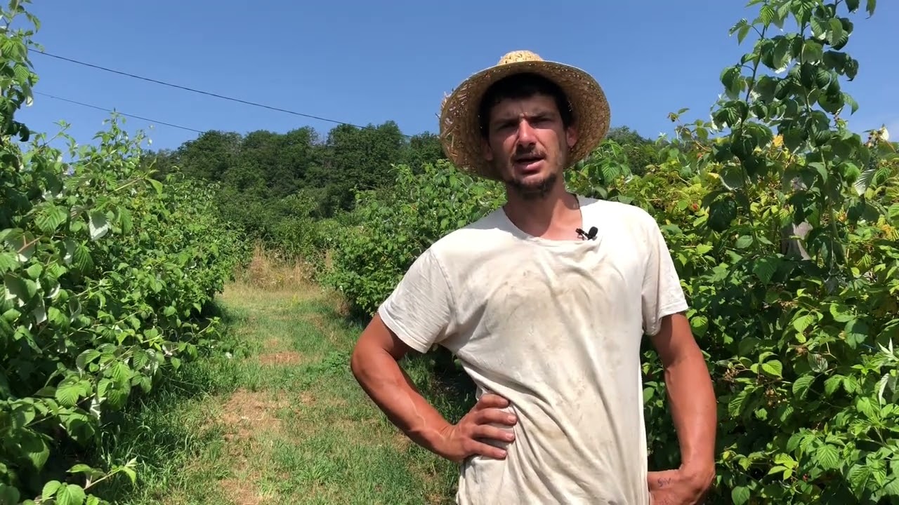 Utiliser les plantes pour soigner les petits fruits rouges biologiques