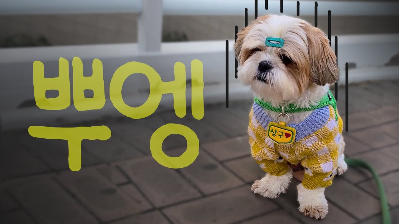 산책만 나가면 울음을 터뜨리는 시츄의 슬픈 사연 😭