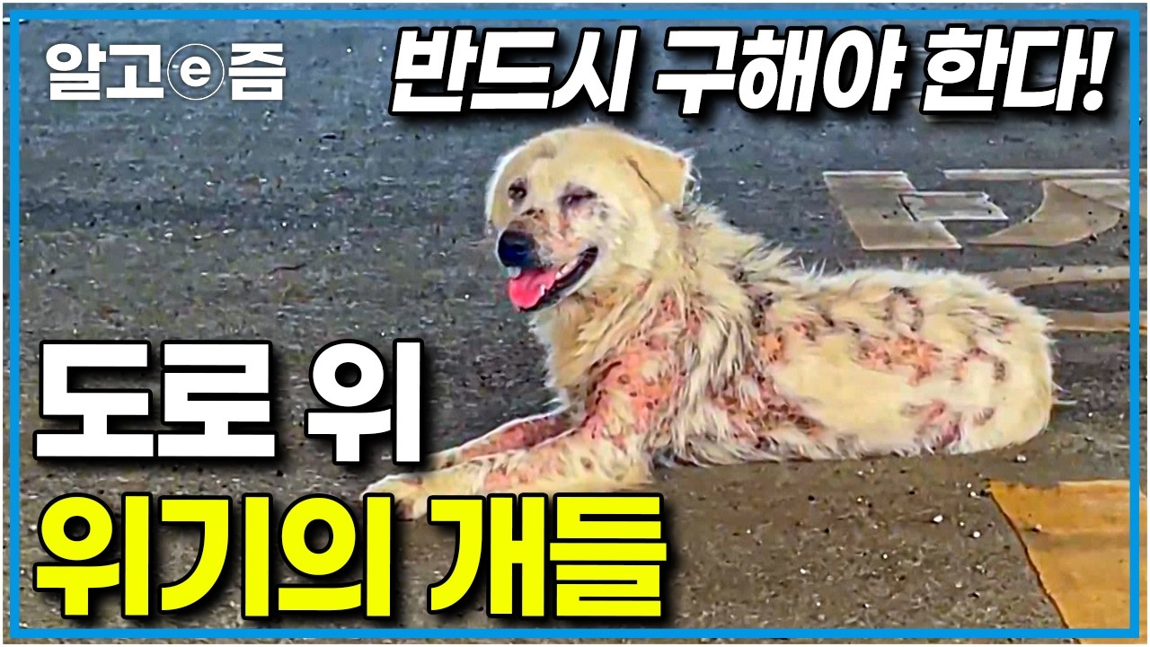 차들이 쌩쌩 달리는 도로 위, 위태롭게 걸어오는 개 한 마리! 가까이에서 본 모습은 심각하다 못해 처참한데..｜세상에 나쁜 개는 없다｜알고e즘