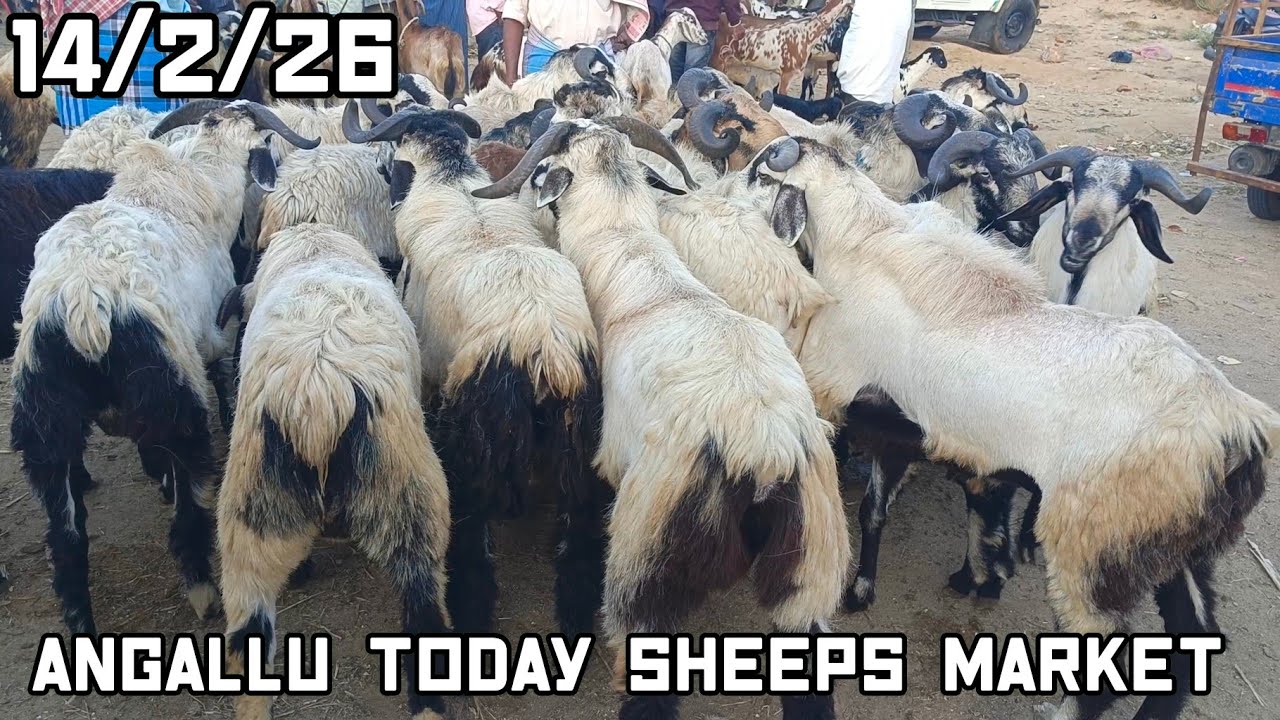 Angallu Today Sheeps Marketing 🐏